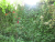 سرسبز ترین باغ زعفرانیه کرج